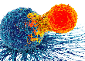 Tumor Immunology and Immunotherapy Program